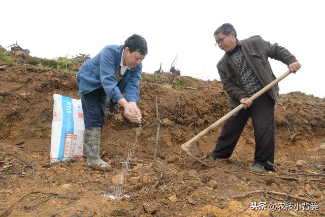 作物生长期磷肥用的巧，长势壮、用肥少，节本增产种植效益好