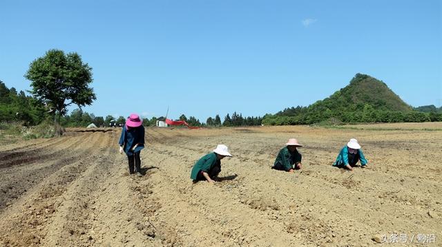 贵州三都：发展钩藤种植 拓宽农民致富路