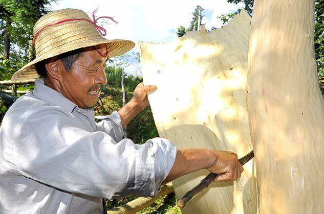 “植物黄金”杜仲树：很多人听说过它的大名，却对其并不了解！