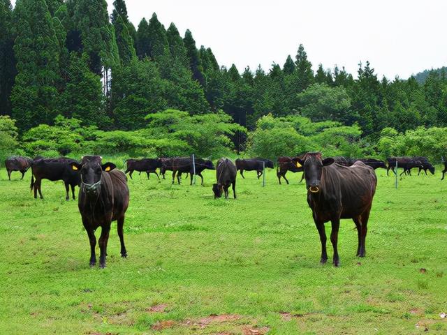 日本和牛简单介绍