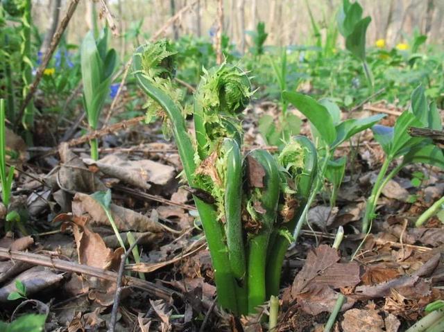 东北山野菜