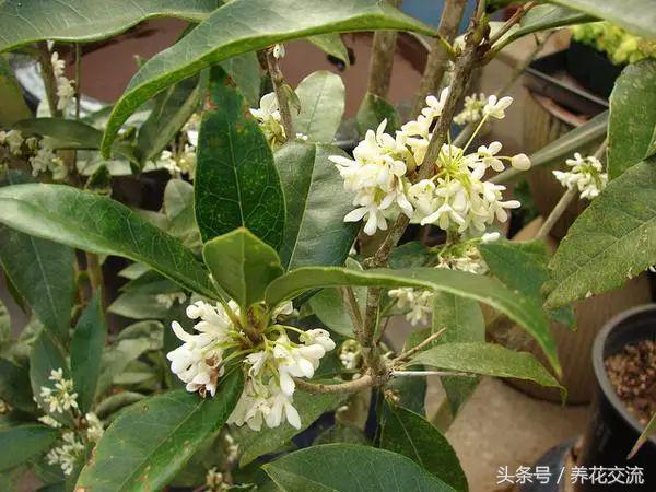 室内养护的盆栽桂花秋冬年年开花的4个秘诀，北方花友也适用