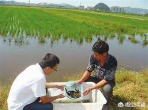 泥鳅养殖产业(农村养殖新出路，小小泥鳅助人走上致富路)