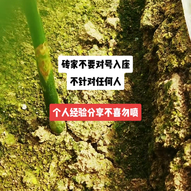 生姜种植小经验分享