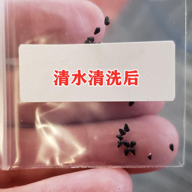 对门邻居省钱高手，用花盆种香蕉，一串接一串长以后不用花钱买了