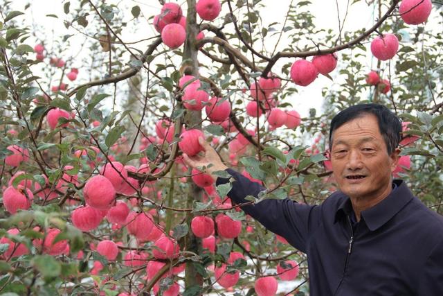 小户怎能挣到钱？这位苹果种植户经验，也许对你有启示