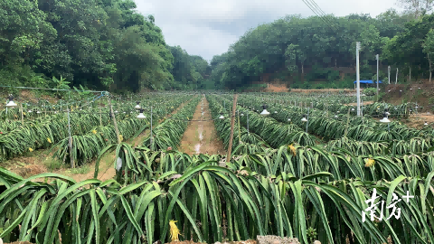 闲置地变致富田，高州市大井镇东光村60亩药用紫苏丰收