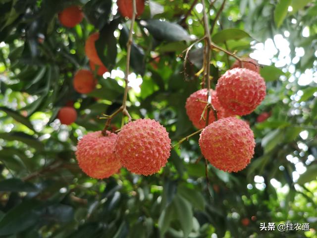 荔枝最古老的直播实生繁育办法，催生广西灵山县丰富的荔枝品种