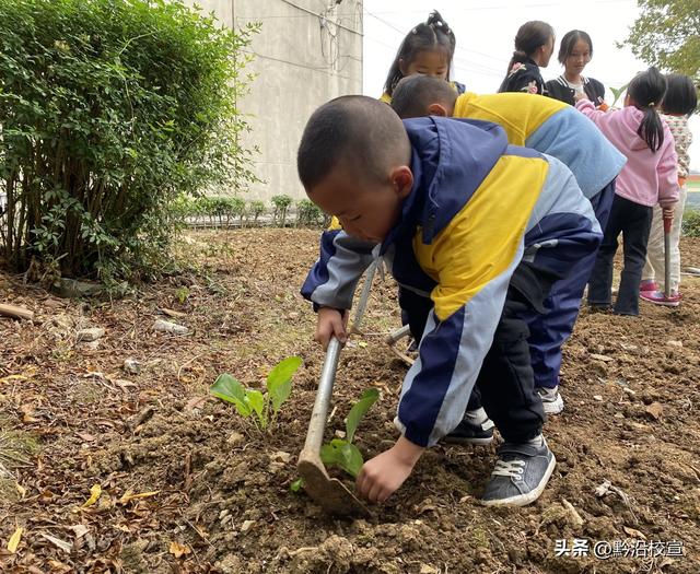 快乐种植，收获幸福｜独山县影山幼儿园开展种植活动