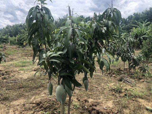 美藤果基地的多样化种植