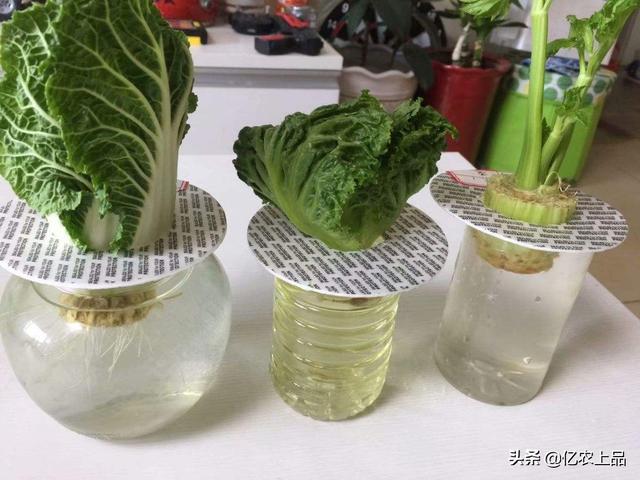 家里水培蔬菜怎么种植？