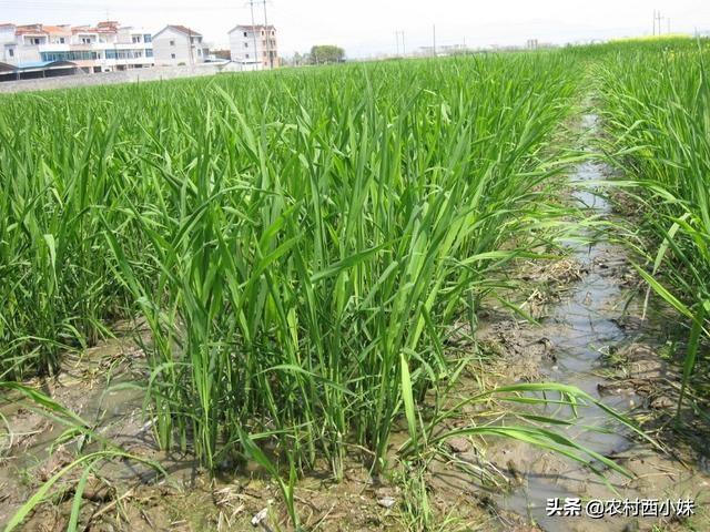 茭白种植需要哪些条件？茭白的种植条件与品种介绍