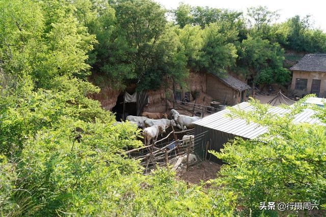 7旬夫妻隐居半山腰，养牛开越野车，防野兽新养4条小狗当保镖