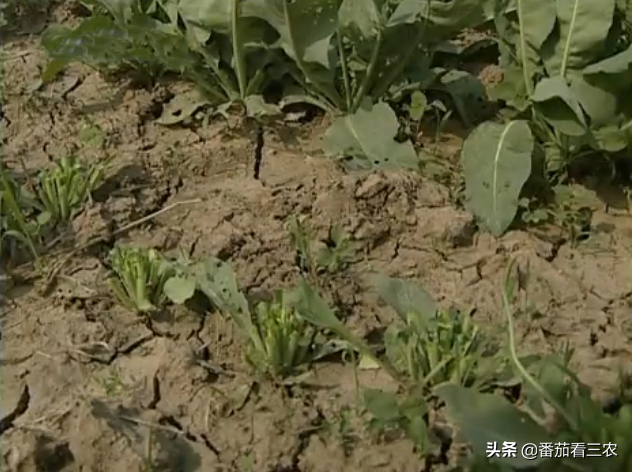 因疫情而大火的板蓝根，掌握九个种植细节，可助药农丰产高收益