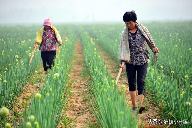 作物生长期磷肥用的巧，长势壮、用肥少，节本增产种植效益好