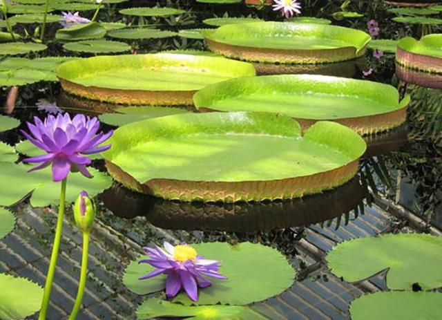 庭院设计师精心总结的15种适合庭院水池栽种的水生植物，建议收藏