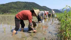 毛芋头种植视频(视频丨永州江永：抢抓农时 5万亩香芋种植忙)