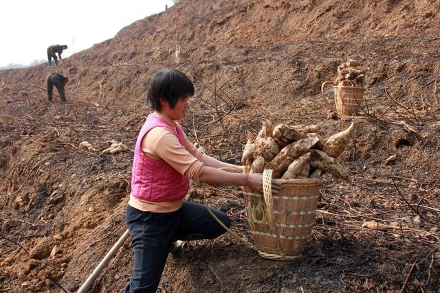 葛的栽培技术，这些技巧你知道吗？进来学习一下吧