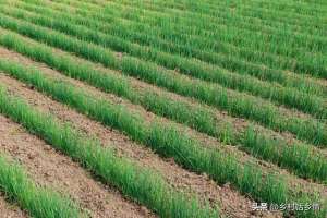 农村种植不会怎么办(种植小葱、菠菜和大蒜，施肥浇水记三点，用错了苗不齐、苗不长)