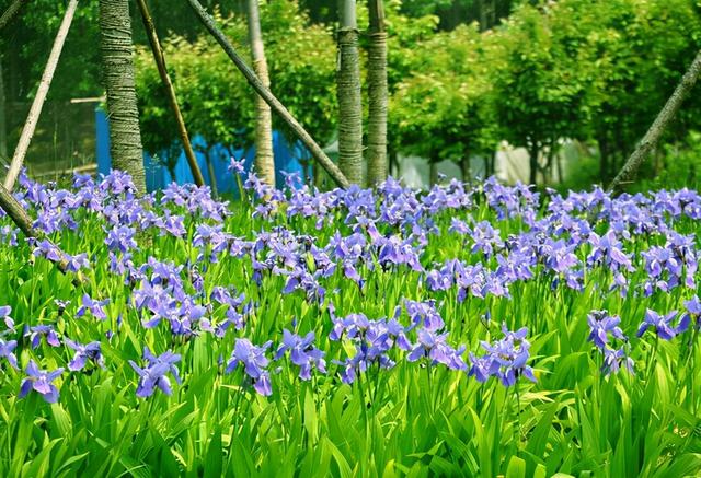 庭院设计师精心总结的15种适合庭院水池栽种的水生植物，建议收藏