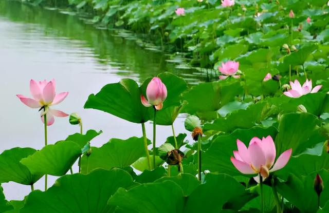 庭院设计师精心总结的15种适合庭院水池栽种的水生植物，建议收藏