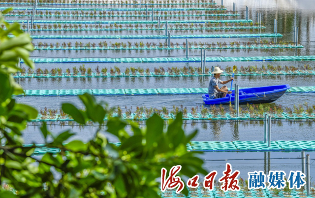 海口：盐碱地上种药草，深远海域牧鱼虾