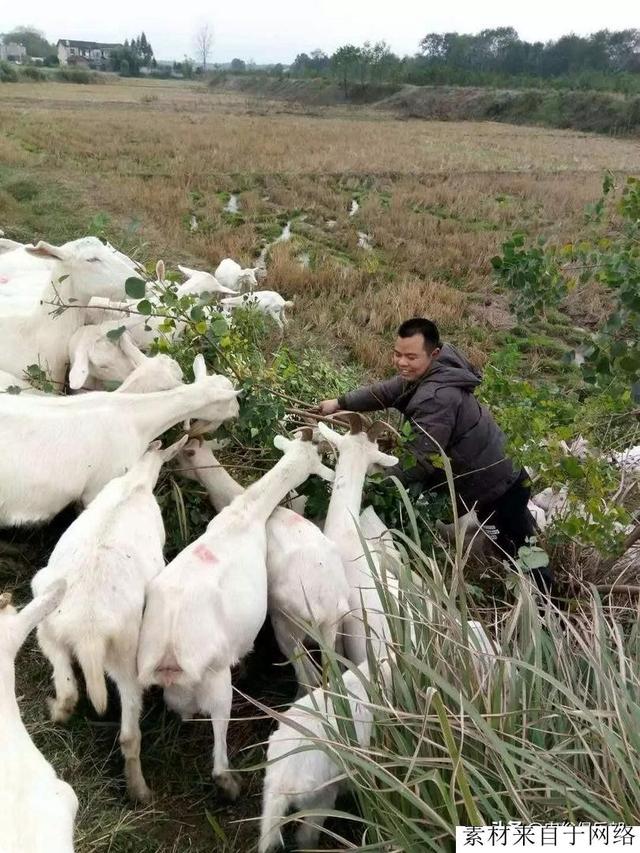 农村常说：有钱人养牛，没钱人养羊！养牛和养羊前景、投资的差距