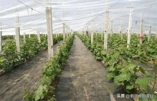 在农村葡萄大棚种植如何栽培和提高产量