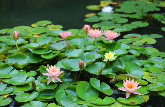 庭院设计师精心总结的15种适合庭院水池栽种的水生植物，建议收藏