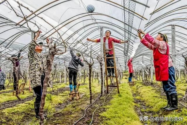 在农村葡萄大棚种植如何栽培和提高产量