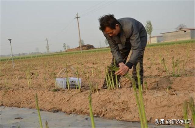 芦笋覆盖育苗与栽培技术分析，种1次可连续采收10年，一起学学