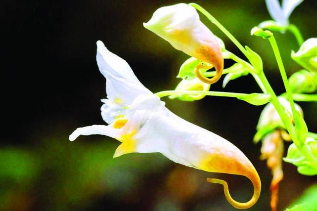 惠州博罗麻陂鸡笼山村民成功移植龙虾花并实现小规模大棚种植