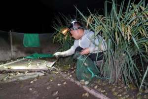 水稻田养殖(“稻+蛙” 生态种养 增产增收又高效)