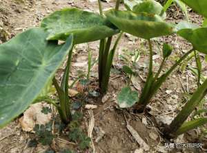 芋芽种植方法(种植芋头，如何施肥？需要注意什么？)