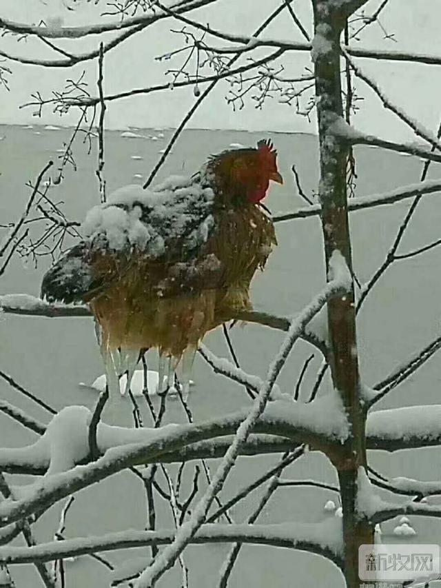 全国狂风暴雪，养鸡的你准备好了么？