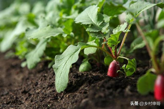 萝卜什么时间种植好，有何管理技巧？ 为您分享干货