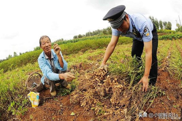 花生种植技术与管理指南！你了解多少？