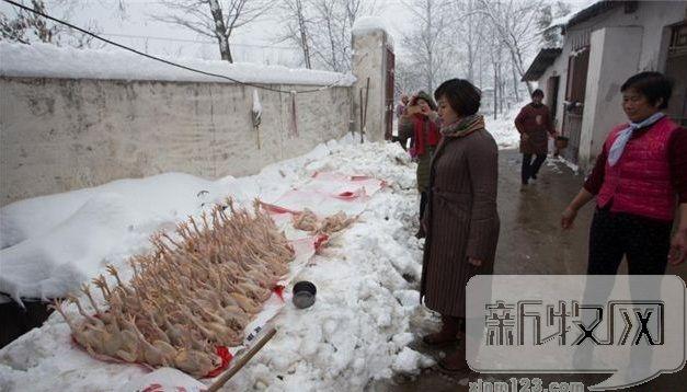 全国狂风暴雪，养鸡的你准备好了么？