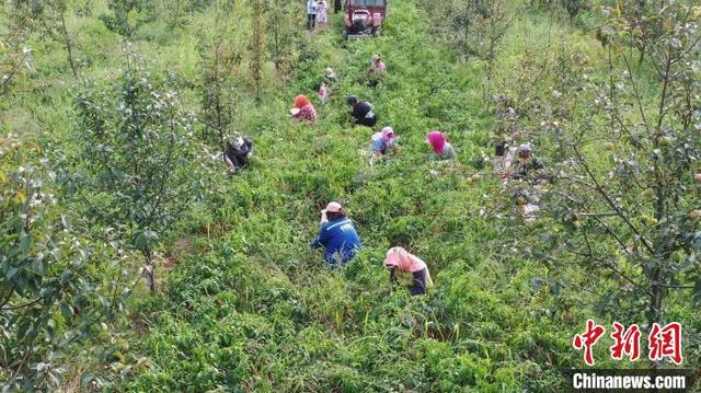 内蒙古开鲁60万亩红辣椒丰收 “火红”产业带来红火生活