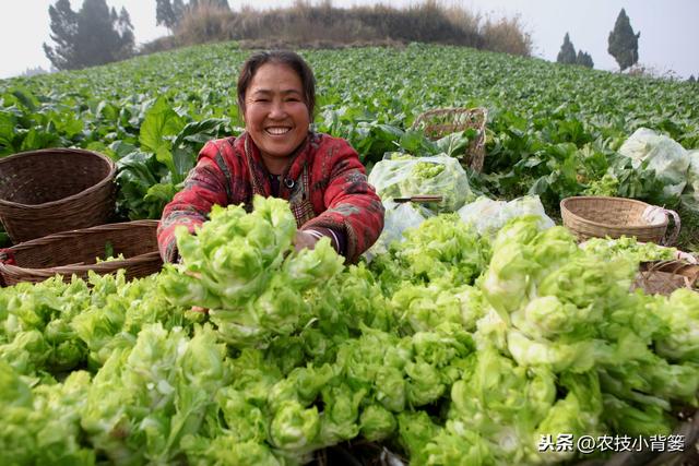 作物生长期磷肥用的巧，长势壮、用肥少，节本增产种植效益好