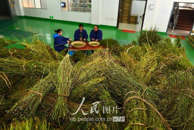 贵州剑河：钩藤“走”出大山闯市场