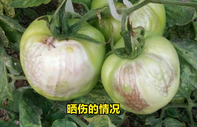 夏季种果菜，为何容易出现“晒伤”的情况？难道要涂防晒霜吗？