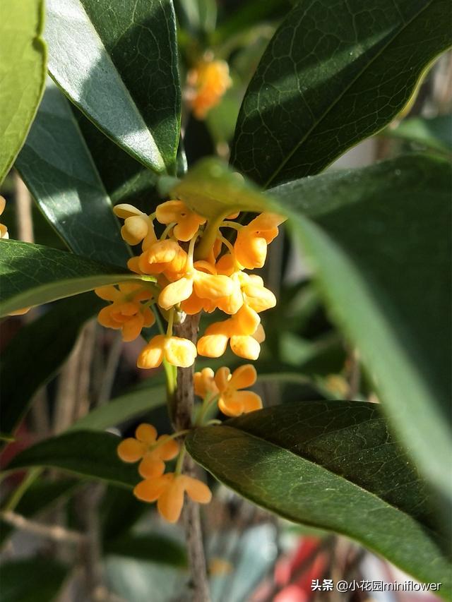 养桂花，学会4招，桂花砰砰爆花满枝头，满屋皆是醉人香