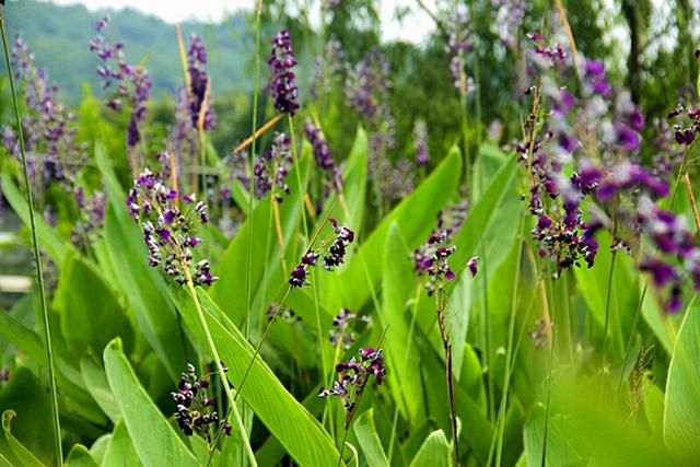 庭院设计师精心总结的15种适合庭院水池栽种的水生植物，建议收藏