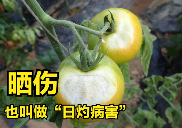 夏季种果菜，为何容易出现“晒伤”的情况？难道要涂防晒霜吗？