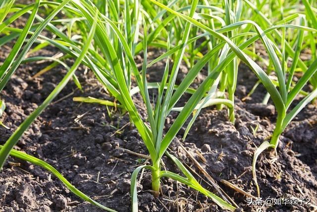 又开始种大蒜了，施肥、播种、盖土，从头到尾全过程分享种植方法