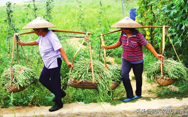 春季豆角怎样种植产量高？学会这些种植技巧，一茬一茬摘不完