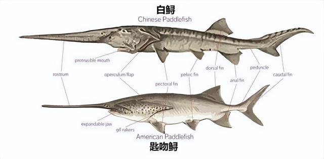 美国鸭嘴鱼已入侵长江？它和白鲟长得很像，会取代灭绝的白鲟吗？