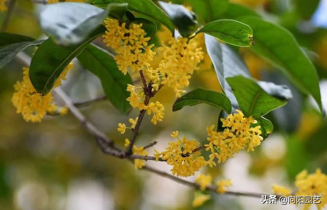 桂花剪剪枝条，沾点“生根水”，插在花盆里，15天长出大白根