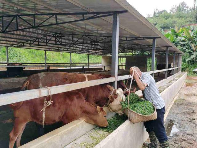 云南临沧花甲老人养牛 日子越过越“牛”